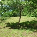 Numerous Exotic Fruit Trees