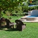 Yard with pool