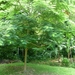 Lots of trees