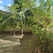 Flat Lot With Fruit Trees